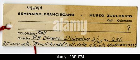 Tringa solitaria solitaria. 13 ago 20141 Foto Stock