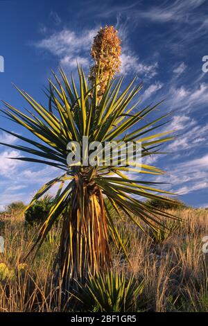 La Yucca, parco nazionale di Carlsbad Cavern, Nuovo Messico Foto Stock