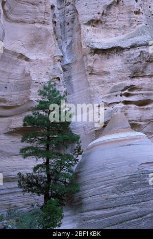 Slot canyon pino, Kasha-Katuwa Tent Rocks National Monument, New Mexico Foto Stock