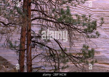 Slot canyon pino, Kasha-Katuwa Tent Rocks National Monument, New Mexico Foto Stock