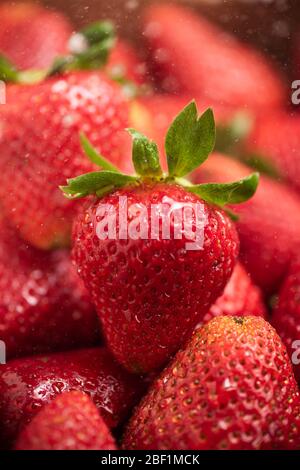 Singola fragola ben formata con foglie in gruppo di fragole primo piano Foto Stock