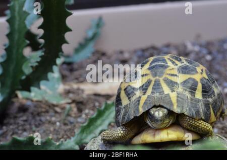 Tartaruga ragno. Specie: Arachnoides,genere: Pyxis,Famiglia: Testudinidae,Ordine: Testudines,Classe: Reptilia,Phylum: Chordata,Re:Animalia,Rettile,Tortoise Foto Stock