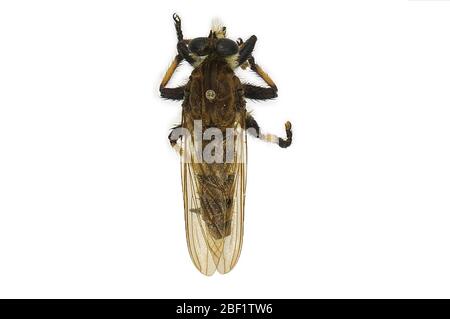 Robber Fly gigante. Questo oggetto fa parte della collezione Education and Outreach, alcuni dei quali sono nel centro di formazione scientifica Q?rius e disponibili per vedere.114 gennaio 2020 Foto Stock