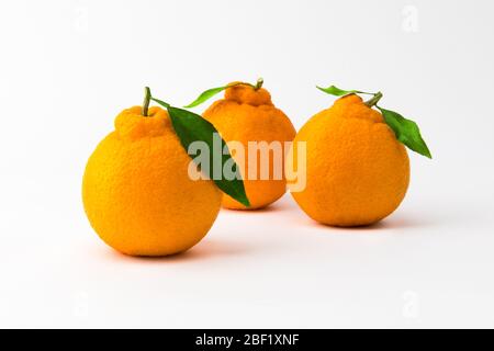 Hallabong arancione su sfondo bianco. Tre frutti visti dalla parte anteriore. (Corea, specialità dell'isola di Jeju) Foto Stock