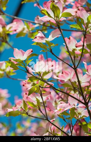 Primo piano verticale di splendidi dogwoods rosa in fiore contro un cielo blu profondo. Foto Stock