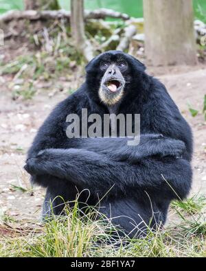 Una scimmia Siamang seduta con le braccia incrociate masticare su un ramoscello. Foto Stock