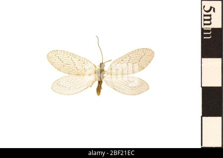 Lacewing marrone. Questo oggetto fa parte della collezione Education and Outreach, alcuni dei quali sono nel centro di formazione scientifica Q?rius e disponibili per vedere.114 gennaio 2020 Foto Stock