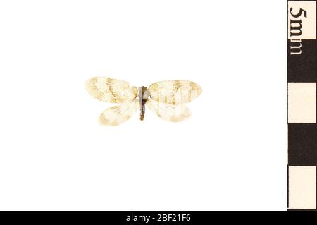 Lacewing marrone. Questo oggetto fa parte della collezione Education and Outreach, alcuni dei quali sono nel centro di formazione scientifica Q?rius e disponibili per vedere.114 gennaio 2020 Foto Stock