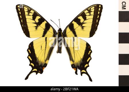 Tiger Swallowtail. Questo oggetto fa parte della collezione Education and Outreach, alcuni dei quali sono nel centro di formazione scientifica Q?rius e disponibili per vedere.114 gennaio 2020 Foto Stock