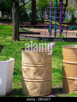 Uno scoiattolo che si trova sul bordo di un Cestino giallo può guardare la telecamera in un parco Foto Stock