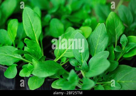 Giovani pianta verdi, germogli che crescono dal suolo, suolo nero, giovane Foto Stock