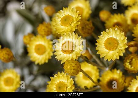 Argirofilla di elichrisum. I fiori sono simili a margherita con raggi di giallo canarino che circondano un centro giallo più scuro, fiorito da dicembre a maggio. Foto Stock