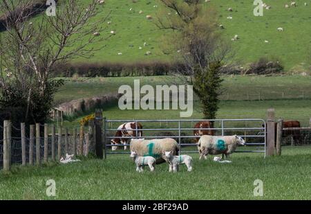 Primavera in un allevamento britannico durante la stagione degli agnelli con due agnelli e un pecora in un campo e altri animali da fattoria sullo sfondo, compresi ovini e agnelli. Foto Stock