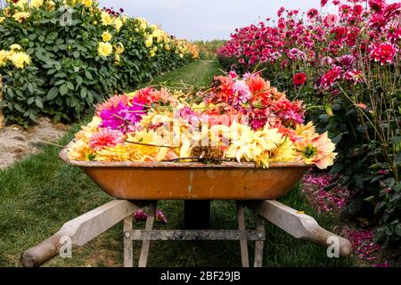 Carriola piena di fiori di giallo, rosso e arancio tra due file di fiori in rosa e giallo Foto Stock