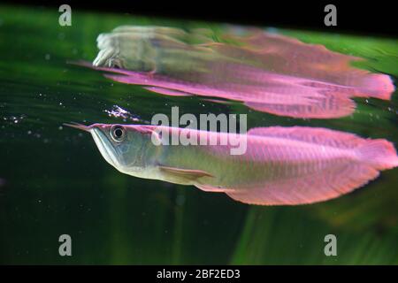 Arowana argento. Amazzonia,Pesce,specie: Bicirrhsum,genere: Osteoglossum,Famiglia: Osteoglossidae,Ordine: Osteoglossiformes,Classe: Actinopterygii,Phylum: Chordata,Regno: Animalia,Horizontal,Silver Arowana Foto Stock