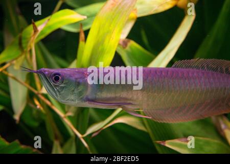 Arowana argento. Amazzonia,Pesce,specie: Bicirrhsum,genere: Osteoglossum,Famiglia: Osteoglossidae,Ordine: Osteoglossiformes,Classe: Actinopterygii,Phylum: Chordata,Regno: Animalia,Horizontal,Silver Arowana Foto Stock