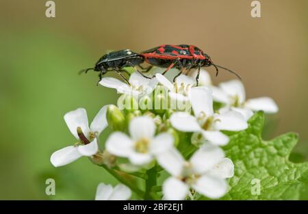 Due insetti di scudo rosso e nero ornato che si accoppiano su un fiore selvatico in natura (Eurydema ornata) Foto Stock