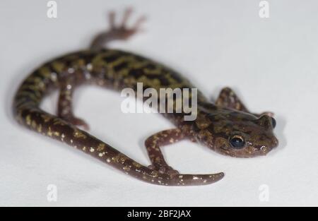 Salamander verde. Specie: Aneneo,genere: Aneides,Famiglia: Plethodontidae,Ordine: Caudata,Classe: Amphibia,Phylum: Chordata,Regno: Animalia,Salamander,Amphibian,Salamina Verde Foto Stock