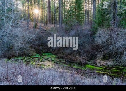 Piante verdi bizzarre e luminose alle sorgenti del fiume Metolius vicino alle Sorelle nell'Oregon centrale. Foto Stock