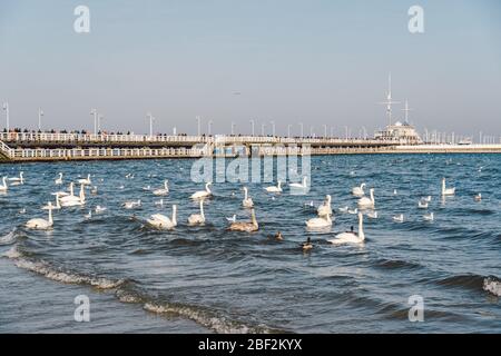 Cigni e gabbiani sulla spiaggia del Mar Baltico a Sopot, Polonia. Inverno di uccelli marini nella baia di mare aperto. Cigni sul mare d'inverno Foto Stock