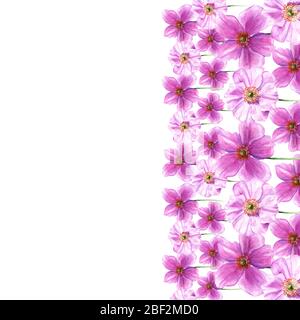 Bordo acquerello da fiori di anemone. Fiori disegnati a mano isolati su sfondo bianco. Elemento floreale artistico. Illustrazione botanica Foto Stock