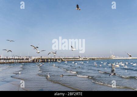 Cigni e gabbiani sul Mar Baltico in inverno, individuare la città Polonia. Molti uccelli marini, gabbiani e un cigno, mangiano vicino alla riva. Molti uccelli nella costa del mare Foto Stock