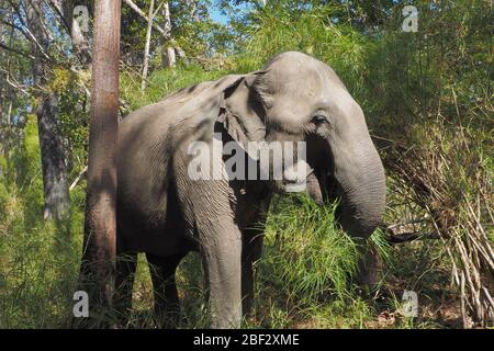 Alimentazione elefante asiatico femmina selvaggio nel Parco Nazionale di Yok Don, Vietnam Foto Stock