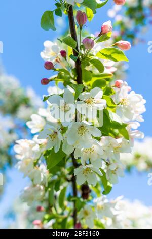 Il granchio di mele fiorisce in piena fioritura durante la stagione primaverile Foto Stock