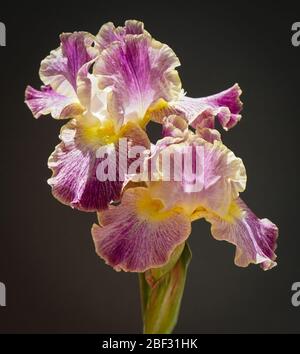Primo piano di un gambo di fiori di iride che combina splendidamente la brillantezza del magenta con l'iridescenza del giallo. Foto Stock