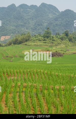 Risaie a terrazze nella riserva naturale di Pù Luông, Vietnam Foto Stock