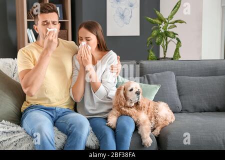 Giovane coppia che soffre di allergia animale domestico a casa Foto Stock