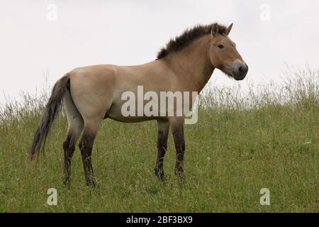 Przewalskis Wild Horse. Specie: Przewalskii,genere: Equus,Famiglia: Equidi,Ordine: Perissodactyla,Classe: Mammalia,Phylum: Chordata,Regno: Animalia,Przewalski's Wild Horse,Wild Horse,P Horse,ungulate,Odd-toed ungulate,SCBI,Front Royal,maschio,Horizontal Foto Stock