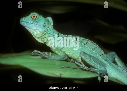 Basilisk Greencrested. Specie: Pippolifrons,genere: Basiliscus,Famiglia: Corytophanidae,Ordine: SQUAMATA,Classe: Reptilia,Phylum: Chordata,Regno: Animalia,rettile,lizard Foto Stock