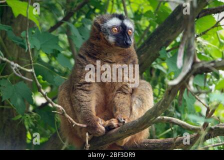 Lemuri di Redfront. Specie: rufus,genere: Eulemur,Famiglia: Lemuridae,Ordine: Primati,Classe: Mammalia,Phylum: Chordata,Regno: Animalia,Lemur rosso Ruffed,Lemur,Primate,lemur Island Foto Stock