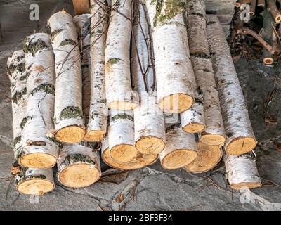 Legno tritato da un albero di betulla per una stufa. Foto Stock