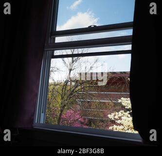 Alberi che iniziano a fiorire in primavera, visto attraverso la finestra di una stanza buia durante un soggiorno a casa, in ordine di quarantena. Foto Stock