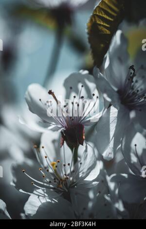 Ramificazione di ciliegio in piena fioritura in primavera - primo piano macro Foto Stock