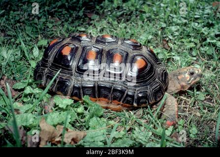 Tartaruga a piedi Red  LW AT  . Specie: carbonaria,genere: Geochelone,Famiglia: Testudinidae,Ordine: Testudines,Classe: Reptilia,Phylum: Chordata,Regno: Animalia,Rettile,Tartoise Foto Stock