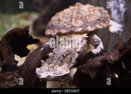 Matamata. Specie: Fimbriatus,genere: Chelus,Famiglia: Chelidae,Ordine: Testudines,Classe: Reptilia,Phylum: Chordata,Regno: Animalia,Amazonia,Matamata,tartaruga,Rettile Foto Stock