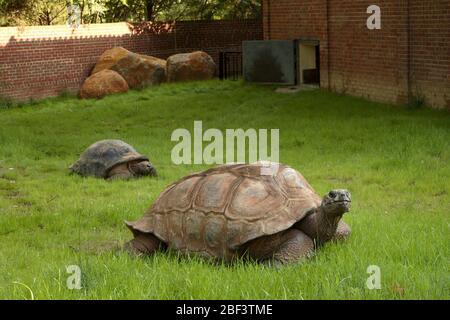 Aldabra Tartaruga. Specie: Gigantea,genere: Geochelone,Famiglia: Testudinidae,Ordine: Testudines,Classe: Reptilia,Phylum: Chordata,Regno: Animalia,Rettile,Tartoise Foto Stock