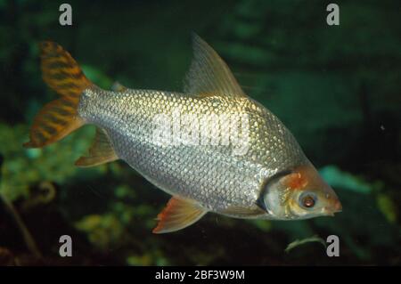 Flagtail Characin. Specie: Insignus,genere: Semaprochilodus,Famiglia: Prochilodontidae,Ordine: Characiformes,Classe: Actinopterygii,Phylum: Chordata,Regno: Animalia,orizzontale,pesce,Amazzonia,coda di mare Characin,characin Foto Stock