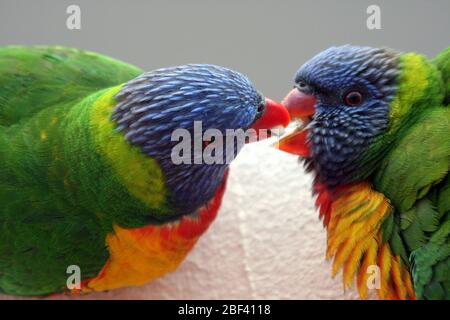 PRIMO PIANO DI UN ARCOBALENO LORIKEET IMMATURO (TRICHOGLOSSUS MOLUCCANUS) CHE VIENE NUTRITO DALLA SUA MADRE, IL NUOVO GALLES DEL SUD, AUSTRALIA. Foto Stock