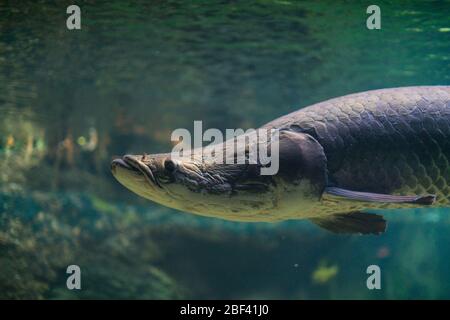 Arapaima. Specie: Gigas,genere: Arapaima,Famiglia: Osteoglossidae,Ordine: Osteoglossiformes,Classe: Actinopterygii,Phylum: Chordata,Regno: Animalia,arapaima,Fish,Amazonia Foto Stock