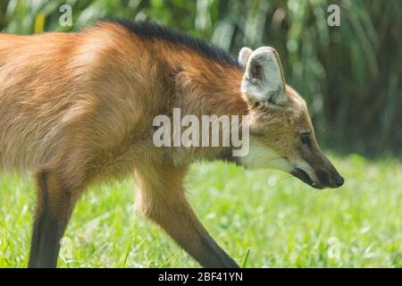 Lupo maneggiato. Lupo lamellato,SCBI,fronte reale,specie: Brachyurus,genere: Chrychyocion,Famiglia: Canidae,Ordine: Carnivora,Classe: Mammalia,Phylum: Chordata,Regno: Animalia,Canine,Hope Foto Stock