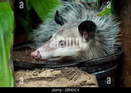 Opossum comune. Specie: Marsupialis,genere: Didelphis,Famiglia: Didelphidae,Ordine: Didelphimorpida,Classe: Mammalia,Phylum: Chordata,Regno: Animalia,Opossum comune,Opossum,Marsupial,Minnie,SMH,Small Mammal House Foto Stock