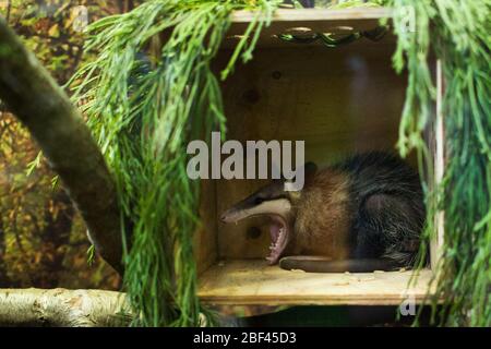 Opossum comune. Specie: Marsupialis,genere: Didelphis,Famiglia: Didelphidae,Ordine: Didelphimorpida,Classe: Mammalia,Phylum: Chordata,Regno: Animalia,Opossum comune,Opossum,Marsupial,Minnie,SMH,Small Mammal House Foto Stock