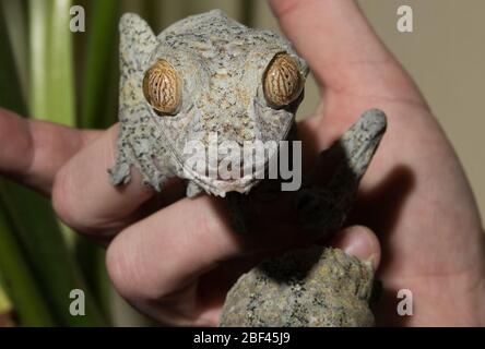 Gecko gigante a coda di rondine. Reptile,specie: Fimbriatus,genere: Uroplatus,Famiglia: Gekkonidae,Ordine: SQUAMATA,Classe: Reptilia,Phylum: Chordata,Regno: Animalia,Gecko con coda di foglie giganti,Gecko Foto Stock