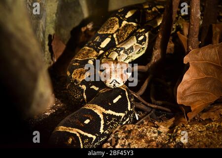 Boa Retted. Regno: Animalia,Phylum: Chordata,Classe: Reptilia,Ordine: SQUAMATA,Famiglia: Boidae,genere: Boa,specie: Costrittore,Rettile,Snake Foto Stock