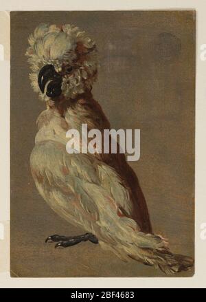 Un cockatoo bianco-bruno. Un uccello di gallo mostrato nel profilo, rivolto verso sinistra, la testa rivolta verso lo spettatore. Foto Stock