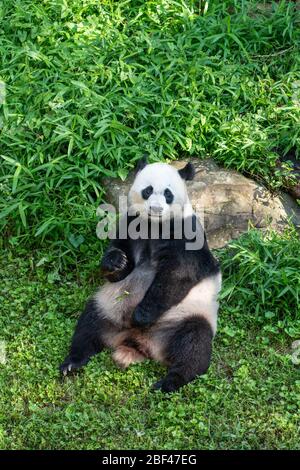 Panda gigante. Mei Xiang,specie: Melanoleuca,genere: Ailuropoda,Famiglia: Ursidae,Ordine: Carnivora,Classe: Mammalia,Phylum: Chordata,Regno: Animalia,Bear,Asia Trail,Giant Panda Foto Stock